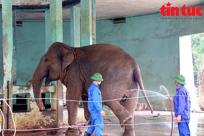 Voi rất thích khi được tắm mát.