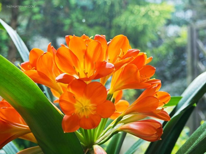 Trồng lan quân tử trong nhà không chỉ tạo không gian phong thủy mà còn truyền cảm hứng vượt qua khó khăn và tiến bước vững vàng. 