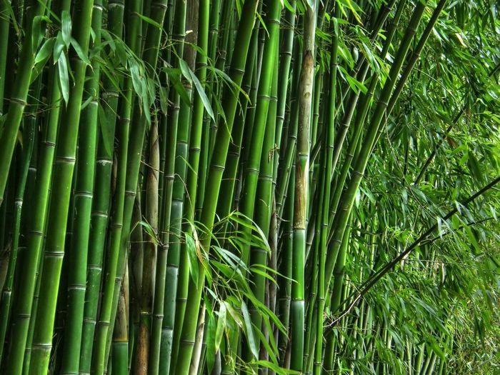 Những cây cảnh này không chỉ là sự trang trí, mà còn chứa đựng thông điệp phong thủy và sâu xa về tài lộc, thịnh vượng và sức mạnh. Hãy để ba "cây tài lộc" này đồng hành cùng bạn trên hành trình đến điều tốt lành và thành công! *Thông tin trong bài viết chỉ mang tính tham khảo, chiêm nghiệm!