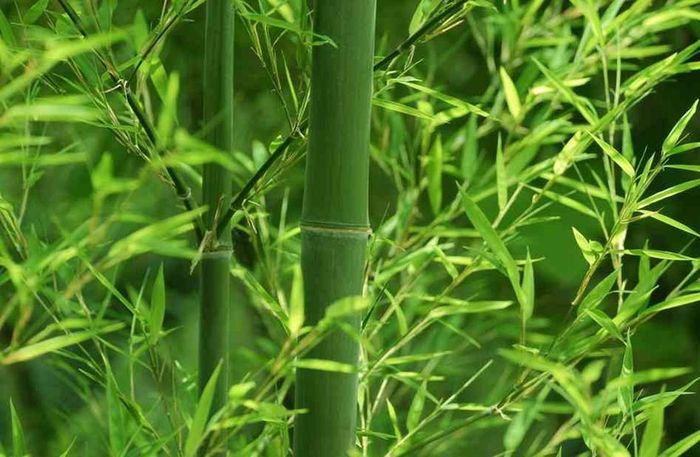 Cây tre. Cây tre không thể không gợi nhớ đến sức mạnh và danh dự. Nó đại diện cho thành công và thịnh vượng. Hình dạng đơn giản và thanh lịch của tre tạo nên sự mạnh mẽ, thể hiện tinh thần kiên trì và tư duy thông minh trong cuộc sống.