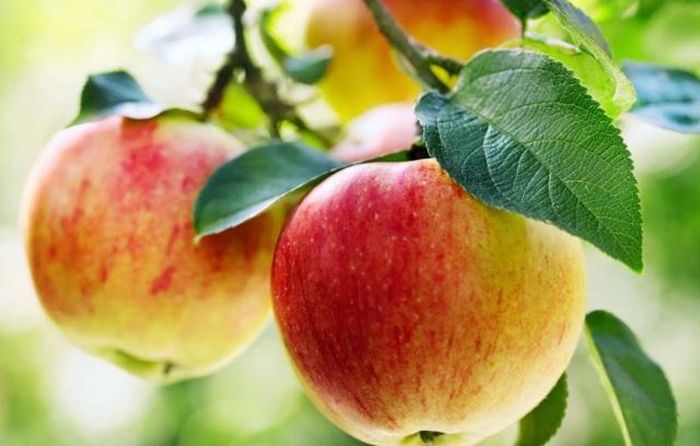 Táo giàu chất xơ pectin, bảo vệ niêm mạc ruột, giúp cơ thể chống lại mầm bệnh.