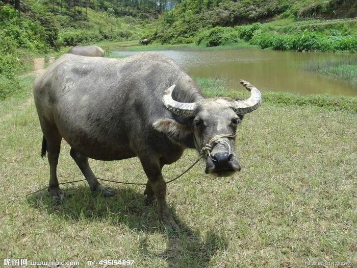 Người tuổi Sửu đôn hậu, thành thực, khiêm tốn, tiết kiệm, làm việc cũng suy nghĩ cẩn thận, thấu đáo. Trong công việc, con giáp này luôn phấn đấu đi lên, không ngừng thu về những thành quả và đột phá mới.