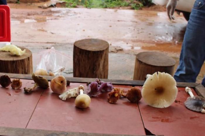 Các loại nấm độc được cán bộ y tế tại Mộc Châu, Sơn La thu lại sau mùa mưa để tuyên truyền cho người dân về nấm độc. Ảnh: Thanh Bình.