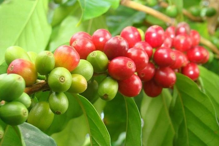 Ảnh minh họa.https://kinhtexaydung.petrotimes.vn