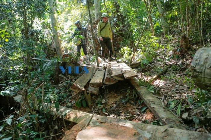 Sau khi đốn hạ, “lâm tặc” xẻ gỗ thành từng phần nhỏ để vận chuyển ra khỏi rừng.