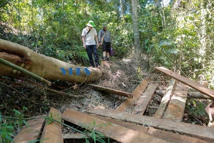 Hiện trường vụ phá rừng phòng hộ khu vực Khe Chàng, xã Thanh Quân (Như Xuân).