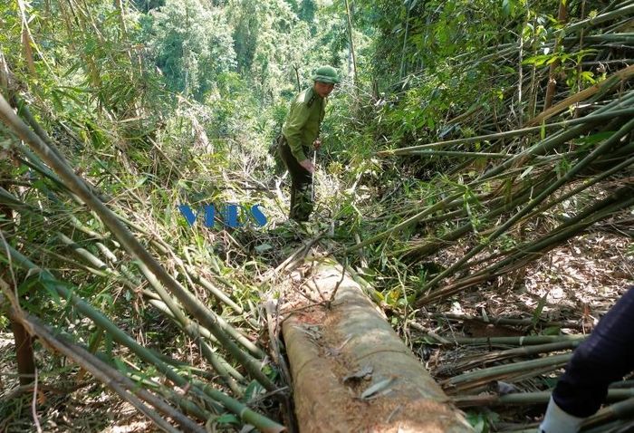 Những cây rừng bị “lâm tặc” tàn sát chưa kịp vận chuyển.