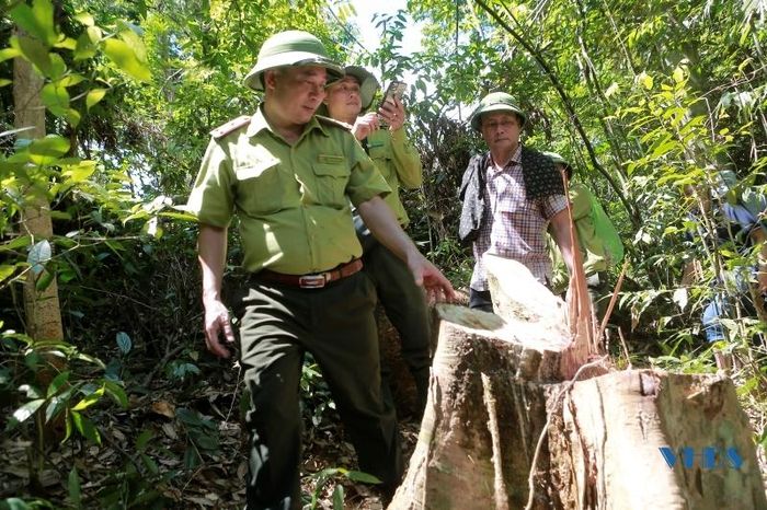 Tại lô 14, khoảnh 4, tiểu khu 578 rừng phòng hộ, khu vực Khe Chàng, thôn Thống Nhất, xã Thanh Quân, đoàn kiểm tra phát hiện có 6 gốc cây táu muối thuộc gỗ nhóm 7, đường kính gốc sát đất từ 40 cm đến 60 cm bị đốn hạ.