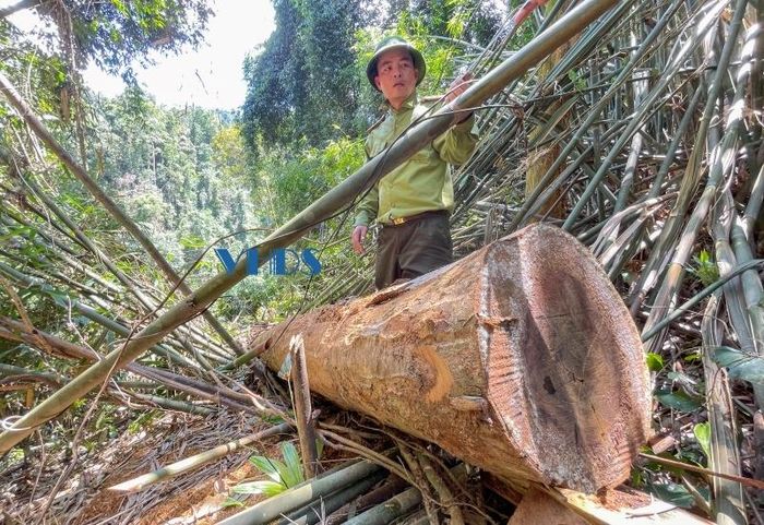Tại hiện trường, gỗ đang còn nằm rải rác, một số cây bị đốn hạ nhưng vẫn còn nguyên khối.
