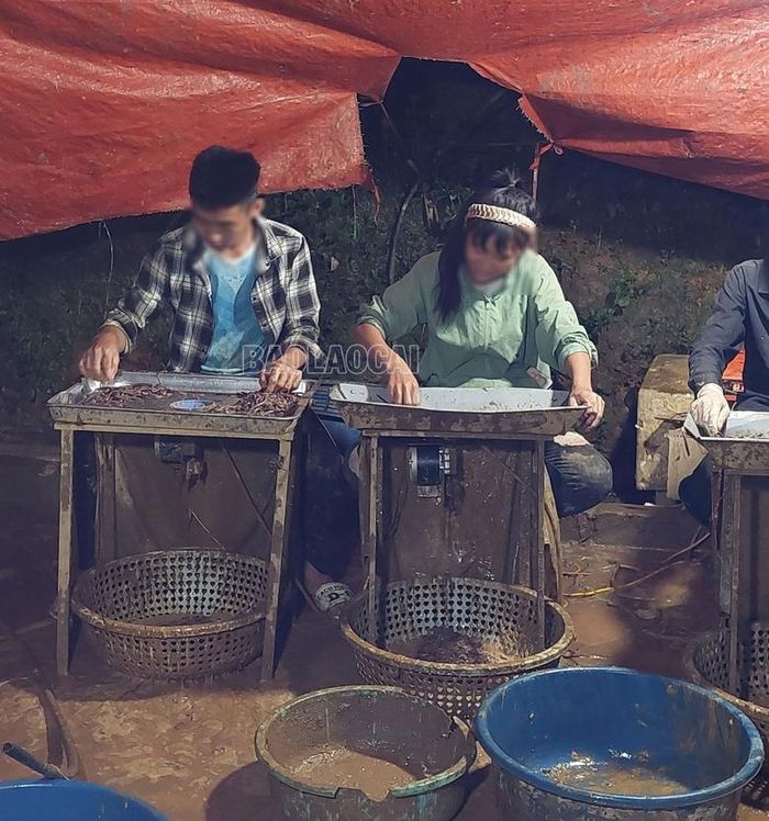  Những chiếc máy mổ giun được trang bị để việc mổ giun diễn ra nhanh chóng. 