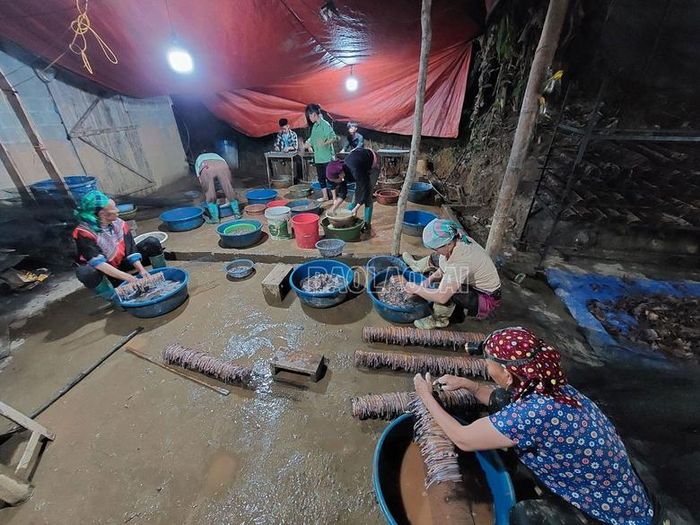  Nhiều người dân thức thâu đêm để sơ chế và sấy giun đất. 