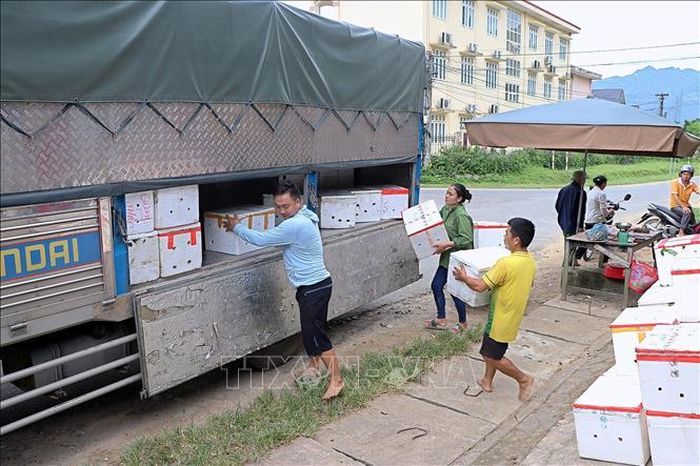 Vận chuyển nhãn lên các xe tải mang đi tiêu thụ.