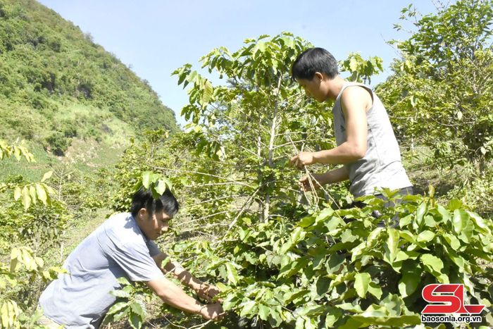 Nhân dân bản Pá Ný chăm sóc cà phê.