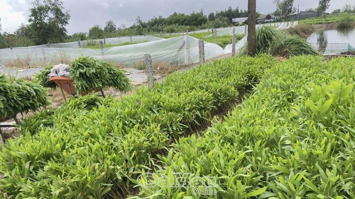 Công ty TNHH MTV Lâm nghiệp U Minh Hạ là đơn vị chủ động chuyển đổi giống rừng trồng để không chỉ tăng năng suất, chất lượng sản phẩm gỗ mà còn hạn chế sâu bệnh cũng như nguy cơ đổ ngã do mưa bão.