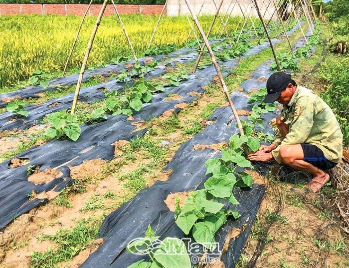 Trải bạt là giải pháp kỹ thuật được khuyến cáo sử dụng để tiết kiệm nước tưới trong điều kiện dự báo hiện tượng El Nino sẽ xuất hiện vào những tháng cuối năm. (Ảnh chụp tại Ấp 3, xã Tân Thành, TP Cà Mau).