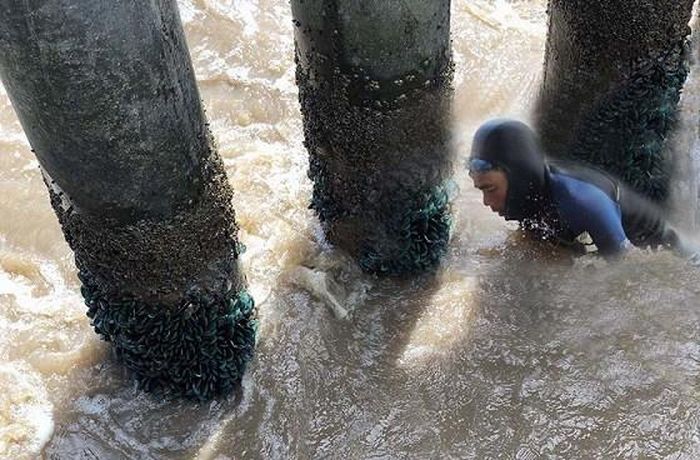 Người lặn vẹm luôn đối mặt với nguy hiểm.