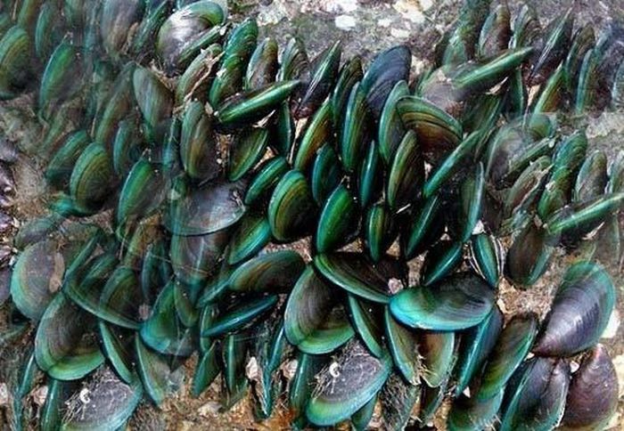Vẹm xanh trở thành đặc sản ở các nhà hàng.