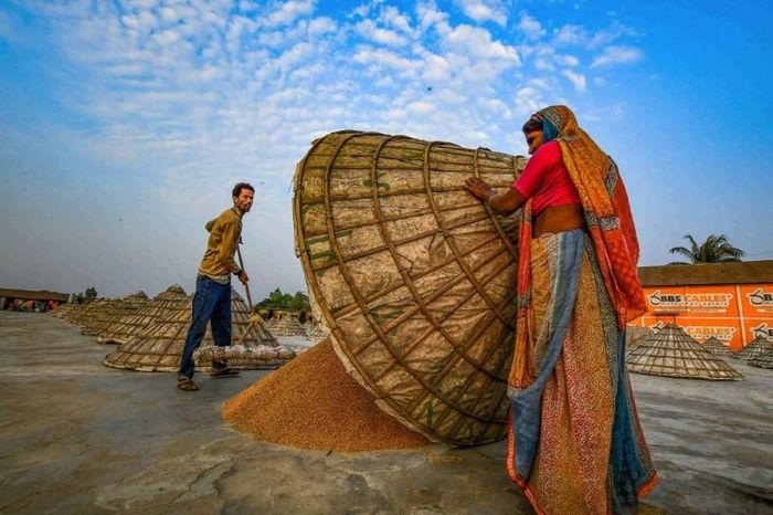 Ban đêm, lúa được đậy bằng đồ dùng được làm bằng tre để tránh ẩm ướt.