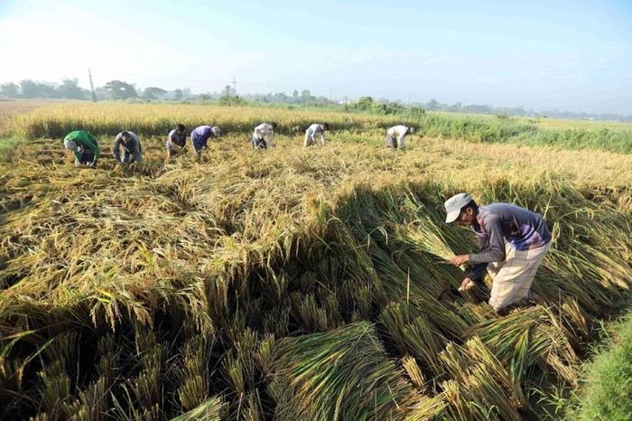 Có khoảng 400 nhà máy sản xuất lúa gạo nhỏ nằm rải rác quanh thành phố Brahmanbaria.