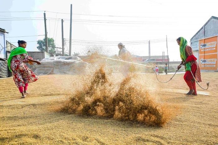 Có 15 nam và 40 nữ trong mỗi nhóm để đảo thóc khi phơi.