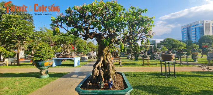 Khế thuộc cây thân gỗ có sức sống mãnh liệt, sinh trưởng, phát triển mạnh. Những năm gần đây, thay vì trồng khế chỉ để lấy quả, nhiều người đã 'hóa' chúng thành bonsai độc lạ.