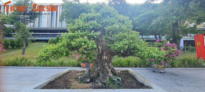 Một gốc khế khác đang được trưng bày tại triển lãm năm nay.