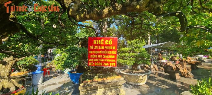 Tác phẩm bonsai độc đáo này được một nhà vườn miền Nam mang đến Triển lãm và hội thi sinh vật cảnh khu vực miền Trung - Tây Nguyên mở rộng năm 2023 diễn ra tại Bình Định từ 19 đến 29/8.