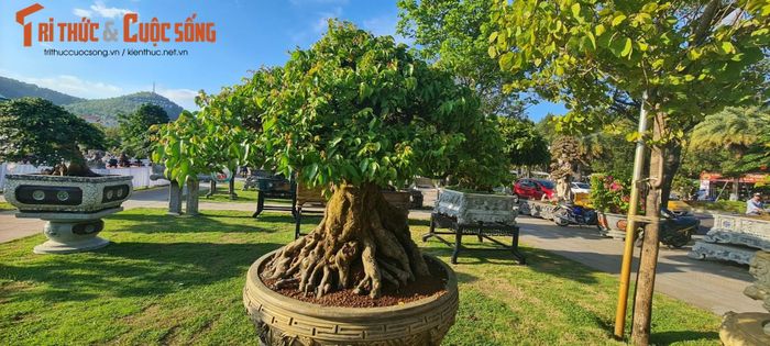 Qua bàn tay của các nghệ nhân, khế đã trở thành những những cây cảnh có giá trị lớn và được trả mức giá “không tưởng”.