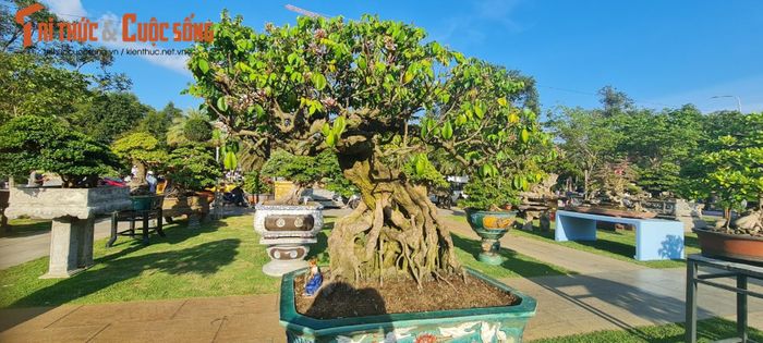 Hoa và trái chi chít trên gốc khế bonsai.