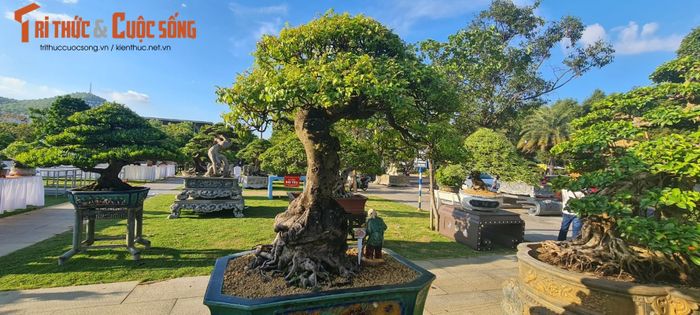 Những gốc khế tầm trung với dáng thế độc lạ.