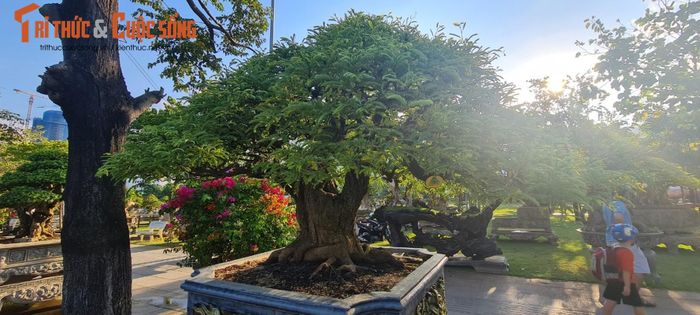 Những gốc me cổ cũng là loại bonsai được nhiều người săn lùng.