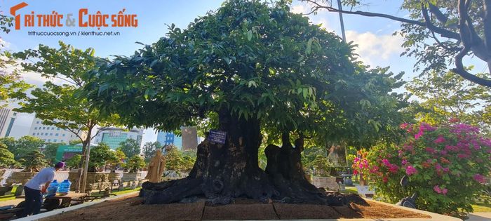 Ngoài me, thị cũng là loại cây được nhiều người ưa chuộng. Cây thị là loại thân gỗ, có tuổi thọ cao. Thị có thể sống đến vài trăm năm hoặc cũng có thể là cả ngàn năm tuổi. 