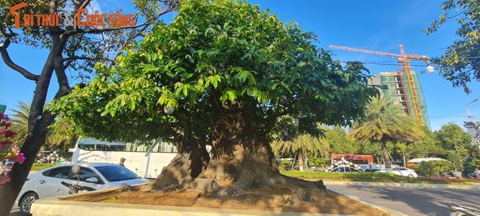 Tháng bảy âm lịch lại về mang theo hương thơm ngào ngạt của những quả thị chín vàng óng ả treo lúc lỉu trên vòm cao, gợi về một thời dấu yêu nhiều kỷ niệm bên những gốc thị già và những mùa thị chín.