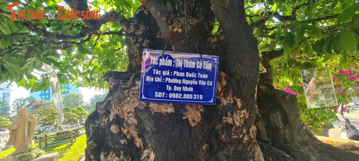 Cận cảnh gốc thị cổ thụ có tên Thị thơm cô Tấm được trưng bày tại Triển lãm và hội thi sinh vật cảnh khu vực miền Trung - Tây Nguyên mở rộng năm 2023.