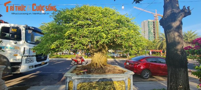 Một nhà vườn cho biết, để cây me bonsai có giá trị cao thì cây phải có trái. Muốn làm me bonsai có trái phải trồng mất ít nhất vài năm. Vì vậy, những gốc me cổ luôn được trả giá ở mức "không tưởng".