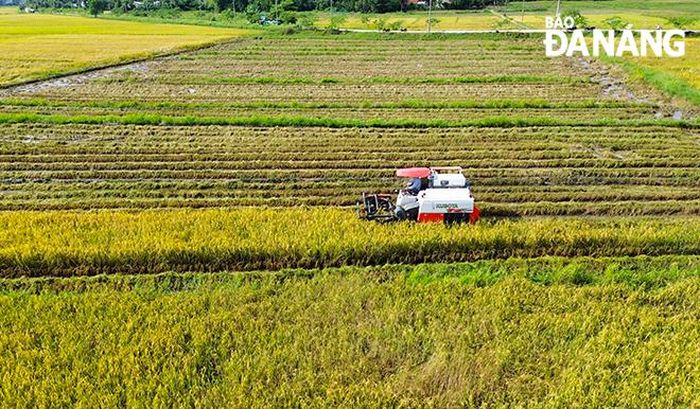 Qua triển khai thực tế, các giống lúa trình diễn tại xã Hòa Phong đều có năng suất và chất lượng ổn định.