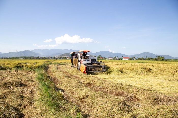 Thu hoạch lúa hè thu trên cánh đồng Quang Thạnh, Đội 4, xã Diên Hòa, huyện Diên Khánh.