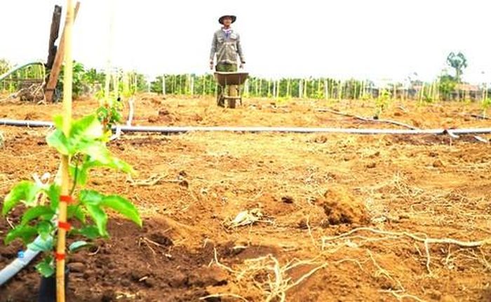 Đầu năm 2023, người dân ồ ạt phá bỏ cà phê để trồng chanh dây