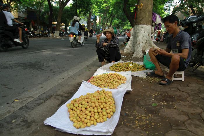 Sấu chín mùa thu, đặc sản Hà Nội chở đầy tuổi thơ của những người con Hà Nội.