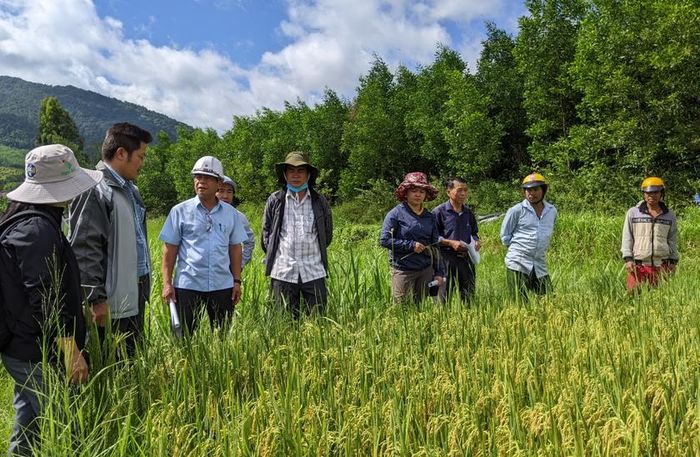 Trung tâm Dịch vụ nông nghiệp huyện Đak Pơ phối hợp nghiệm thu chương trình “Hỗ trợ phát triển giống lúa BĐR27”. Ảnh: Nguyễn Hiền