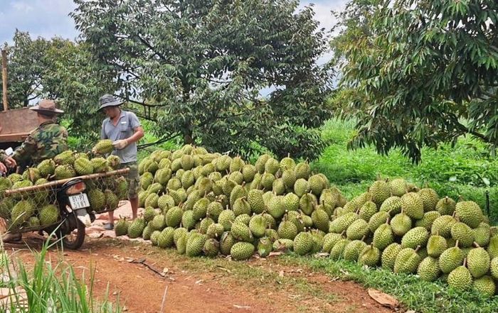 Người dân thị trấn Chư Ty, huyện Đức Cơ thu hoạch sầu riêng. Ảnh: Lê Nam
