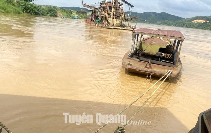 Người dân xã Đội Bình neo đậu thuyền vào nơi an toàn khi lũ sông Lô lên cao.