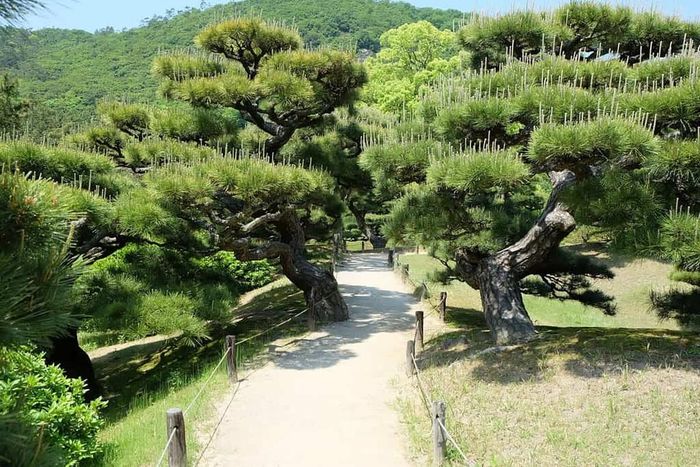 Một cây bonsai 800 tuổi khác đã được bán tại Hội nghị Bonsai Quốc tế Takamatsu năm 2012 với giá 100.000.000 Yên Nhật (khoảng 1,3 triệu USD vào thời điểm đó). Cây thông trắng Nhật Bản có hình dáng hoàn hảo, sở hữu tất cả các đặc điểm của một loài cây thần thoại. Ảnh: A-z-animals