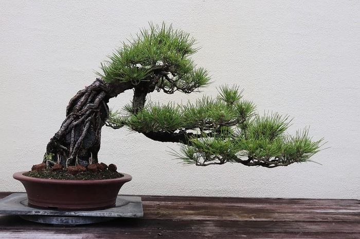 Với vẻ ngoài uy nghiêm, tán cây rậm rạp và thân cây khổng lồ, cây thông đen bonsai Nhật Bản này được bán với giá 106.000 USDg. Ảnh: A-z-animals