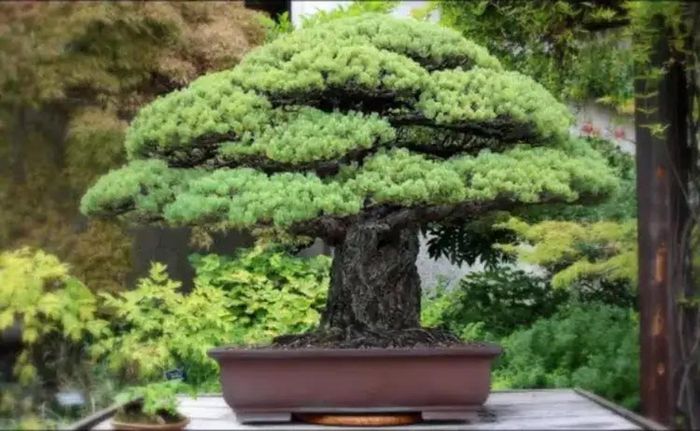 Một cây thông Yamaki đặc biệt đã được Masaru Yamaki vận chuyển đến Mỹ vào năm 1976, người đã tặng nó như một món quà từ Nhật Bản để kỷ niệm hai trăm năm ngày thành lập nước Mỹ. Dù chưa được bán nhưng một số người ước tính cây này trị giá 1 triệu USD. Ảnh: Usopman