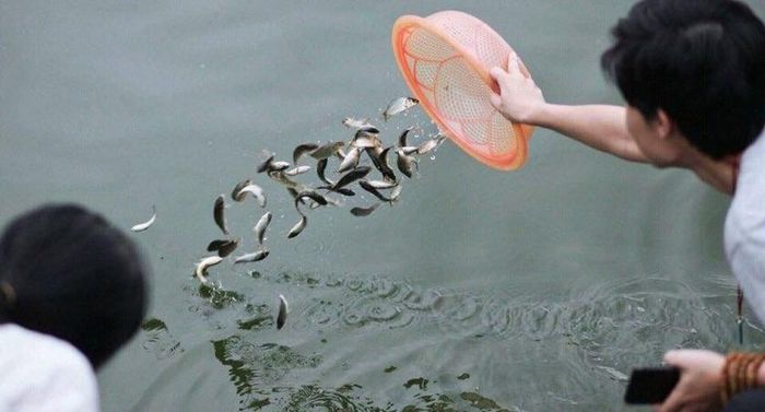 Không nên thực hiện phóng sinh một cách tùy tiện