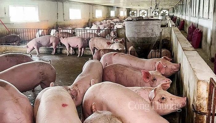  Giá lợn hơi hôm nay (27/8): Ghi nhận mức cao nhất 59.000 đồng/kg. 
