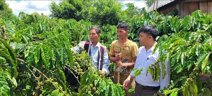 Ông Y Thành (sinh năm 1958), một người Bahnar uy tín, cùng chính quyền địa phương vận động người dân ở thôn K’dung, xã H’ra, huyện Mang Yang (Gia Lai) không nghe theo lời kẻ xấu xúi giục, chăm lo làm ăn phát triển kinh tế. Ảnh: Hoài Nam/TTXVN