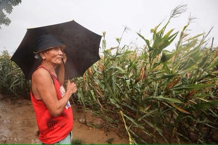 Một nông dân bất chấp mưa rào và gió lớn đi kiểm tra ruộng ngô. Ảnh: AFP