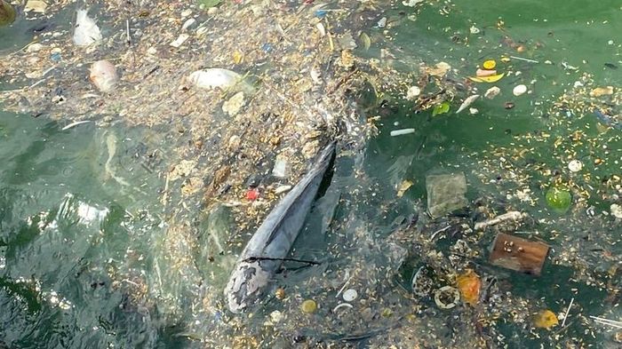 Cá chết gồm nhiều loại như: cá mè, cá trôi, cá trê...